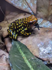 Poison Dart Frog